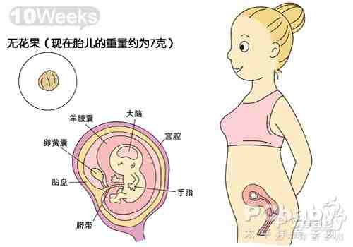 揭秘怀孕三个月胎儿的发育奇迹，胎儿图详解