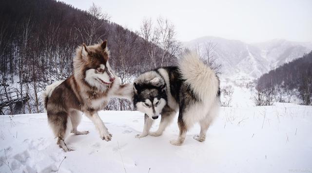 阿拉斯加幼犬的成长之旅，何时可以出门探险？