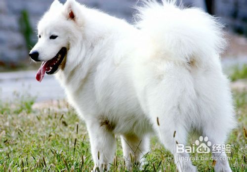 萨摩犬的换毛期解析