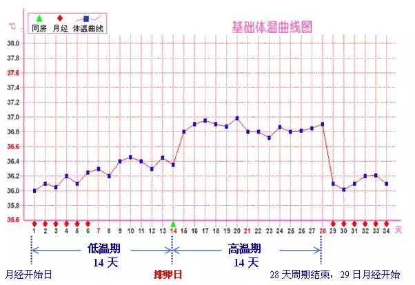 女性一个月体温变化图，揭示生理周期中的微妙变化