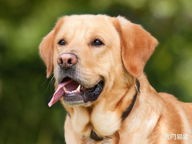 拉布拉多犬五个月多重，生长特点与健康管理