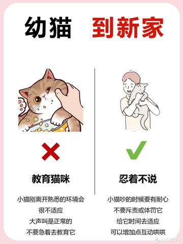 如何喂养一个月大的小猫，新手养猫指南