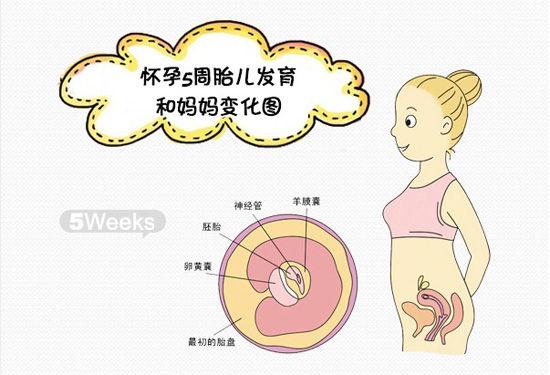 六个月的胎儿，成长与发育的奇妙之旅