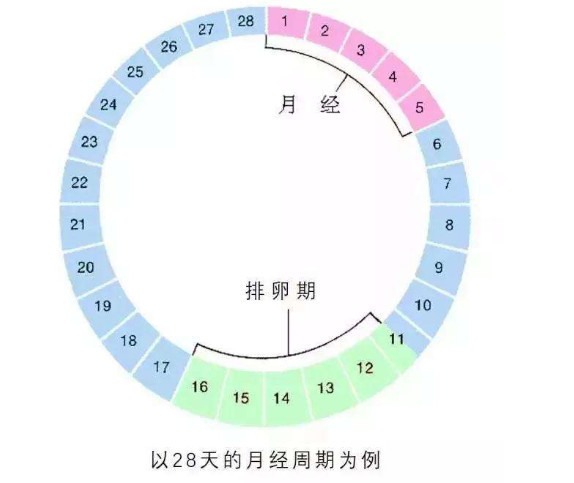 本月没有排卵是否正常？解读女性生理周期中的排卵问题